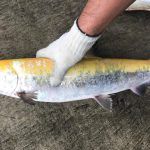 黄金色の鮭(サケ)が北海道で見つかる!なぜ金色?理由原因を解説