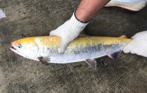 黄金色の鮭（サケ）が北海道で見つかる！なぜ金色？理由原因を解説