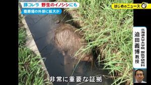豚コレラ感染した野生イノシシ発見!どこで発見?感染経路ルートは?