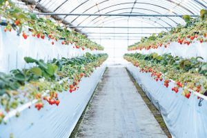 インスタ映えでイチゴ狩りの花まで摘むマナー違反!花を摘むとどうなる?