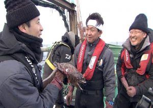 ラブカの生態(鉄腕ダッシュ城島発見深海サメ)どこの水族館で展示?