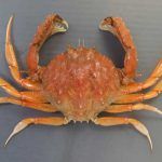 コツノキンセンモドキ生態(鉄腕ダッシュ城島発見カニ)どこの水族館で見れる?