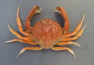 コツノキンセンモドキ生態（鉄腕ダッシュ城島発見カニ）どこの水族館で見れる？