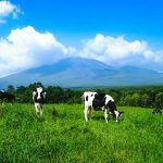 和牛受精卵を中国へ売却の徳島の畜産農家はどこ(場所)?名前は?