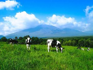 和牛受精卵を中国へ売却の徳島の畜産農家はどこ(場所)?名前は?
